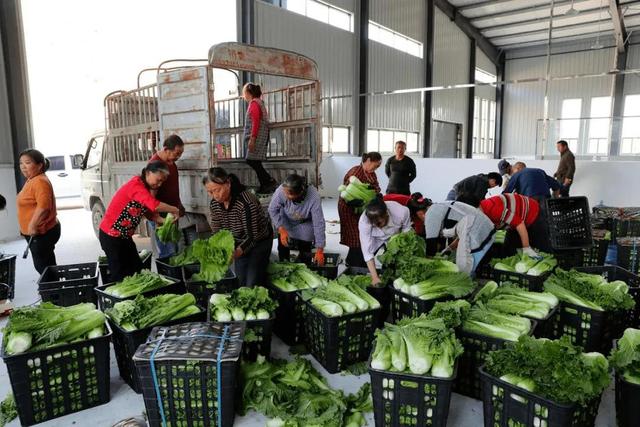 广州蔬菜批发市场在哪里,广州蔬菜批发市场哪里最便宜